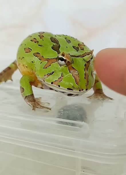 绿蝴蝶角蛙【角蛙王子】