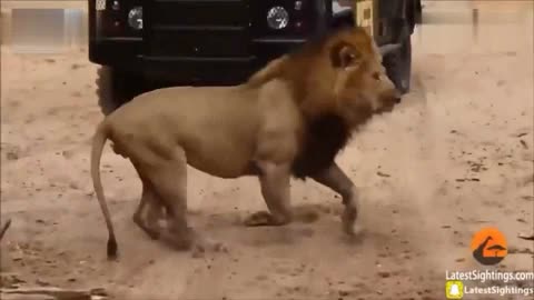 大猫日记19：雄狮努力追求雌狮，但却被雌狮一巴掌扇出了鼻血-生活-高清 