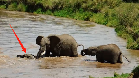 大象群过河,小象刚进去就被淹了,下一秒意外发生了