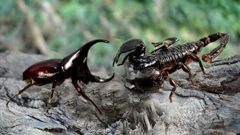 蝎子与甲虫谁将成为赢家蝎子狩猎甲虫成功