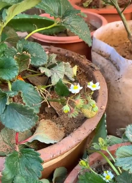 盆栽種植車釐子發芽開花一年吃果