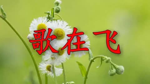 [音乐]一首《歌在飞》动感的旋律唯美动听,让人深深的陶醉!