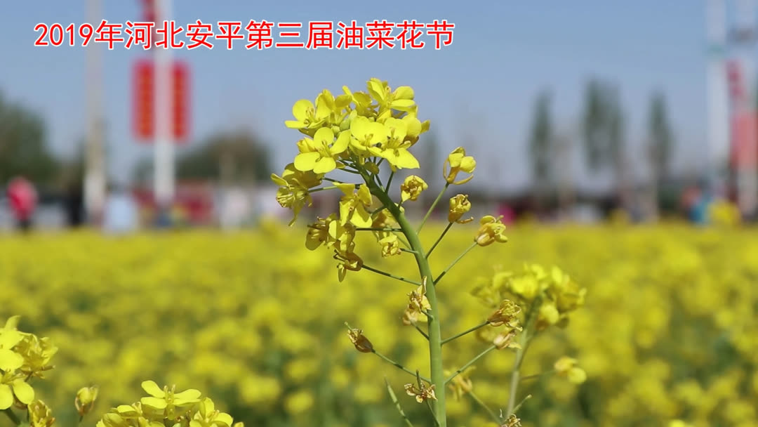 安平县杨屯村油菜花节图片