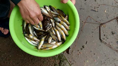 來自大山上的美食,小夥收網回來了看看好多小溪石斑魚,這魚漂亮