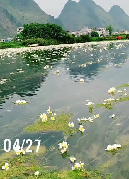 一條會開花的河,廣西都安澄江海菜花