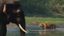 虎啸非洲！老虎一出现，所有动物都惊慌失措，唯独大象毫不在意！