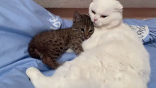 这只猞猁把猫咪当成了妈妈，一见面就抱着亲，镜头记录有爱画面！