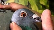 信鸽鉴赏：世界十大名系之一，奥斯卡鸽系，不分地域的实战鸽系