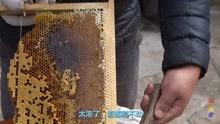 农村土蜂蜜收割全过程，割的全是封盖蜜，刀刀流蜜太馋人
