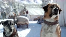 《野性的呼唤》第一次做雪橇犬的巴克，很艰辛也很累！