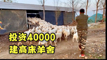 农村小伙回乡养殖150只羊，花4万块给羊群买床睡，活得不如一头羊