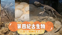 远古时代柳州地域的生物种群，第四纪古生物出现在柳州化石馆