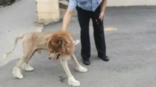 剃过毛的狗子被误认成狮子 市民报警求助：还对着人摇尾巴