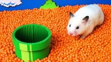 仓鼠爱冒险：仓鼠想要逃离迷宫，它能顺利从下水道逃走吗？