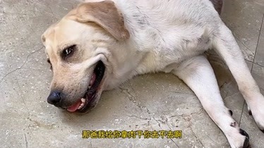拉布拉多犬赛文智商有多高主人叫它去拿水给肉干吃它才去