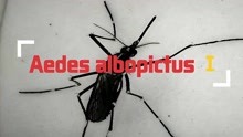 Aedes albopictus Ⅰ