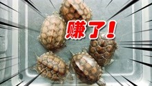 网购买了5只萌萌哒的宠物小乌龟！隔壁老王说能招财镇宅？