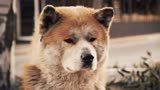 《忠犬八公》日本版更残酷，八公被肆意打骂，累死在雪地中