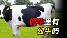 天天喝牛奶，你知道奶牛有公牛吗？奶牛是不是生下来就会一直产奶