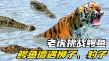 老虎会进入水里单挑鳄鱼吗？鳄鱼河流中遭遇狮子、豹子，谁是猎物