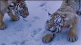 大虎：猎人当年救下小老虎的命，如今猎人有难，老虎长大赶来报恩