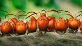 就连蚂蚁都要收过路费，昆虫界的糖果保卫战打响了《昆虫总动员》