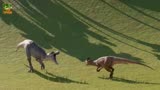 侏罗纪世界动画：暴虐霸王龙，蝎王暴龙， 鲨齿龙，恐龙大战