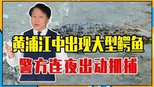 上海突发一件大事，黄浦江中出现大型鳄鱼，警方连夜出动抓捕
