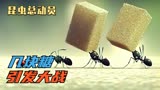 几块糖果引发的蚂蚁大战！动画电影《昆虫总动员》
