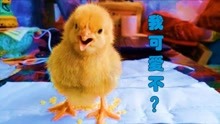 [脊索动物门系列]当一只鸡崽子朝你飞扑而来的时候,心都化了有不!