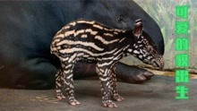一只非常罕见、非常可爱的貘在动物园出生