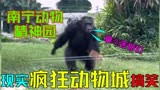 南宁动物园就是现实版疯狂动物城吧，丢那猩别惹我扭扭熊好可爱呀