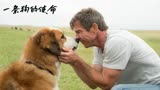 第2集 一条狗的使命   再次转世只为与你重逢
