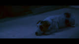 《忠爱无言2》 自闭症儿童和流浪犬，两颗孤独的心慢慢走近