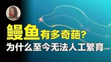 【鳗鱼】人类为了找它的生殖器找了一个世纪!人工繁育太难啦!