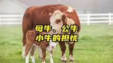 母牛、公牛、小牛的担忧