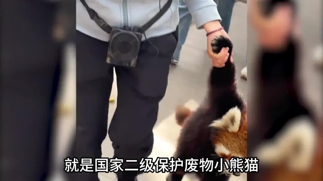 【小熊猫】 8ac73f02cf7ed3adb6dd9fd102f5fd