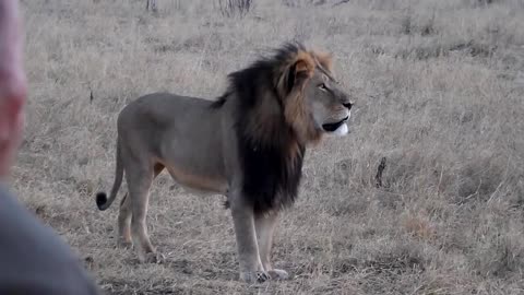 近距离实拍非洲最大的狮子