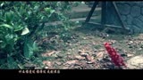 《青丘狐传说》插曲MV 郭静动情献声《别惹哭我》