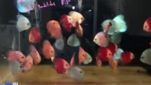 New Discus Fish For 