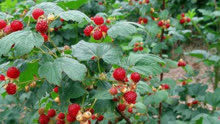 树莓鲜果甘爽多汁，还有止咳化痰功效，适合家庭盆栽种植！