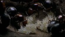 纪录片：蚂蚁皇后在产完卵后却被小蚁吃掉了