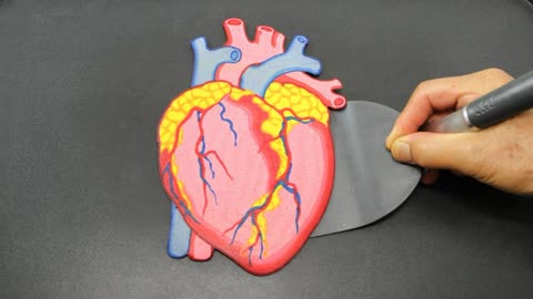 diy:你真正了解我们的心脏么?模拟人类心脏的煎饼!