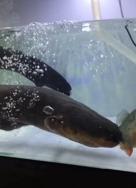 电鳗vs食人鱼