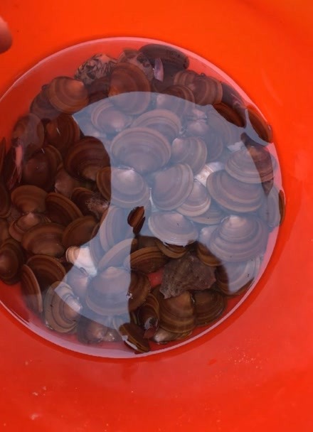 紫壳菜蛤图片