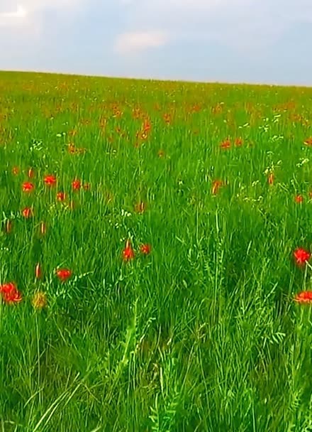 草原最美的花,火红的萨日朗,一梦到天涯遍地是花香
