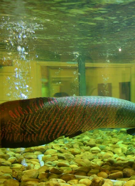 巨骨舌鱼是如何长这么大的,会不会吃人啊,真可怕?