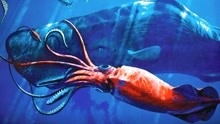 深海里最大的无脊椎动物，本可以打败抹香鲸，可惜还是太弱了