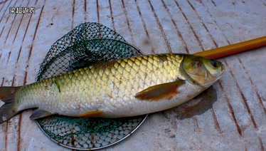 農村小夥梁超早上看見二爺家魚塘缺氧魚全部浮在水面趕緊抓魚