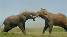 两头成年公象为了配偶权厮斗，获胜者摘了一棵树赢得了母象的欢心